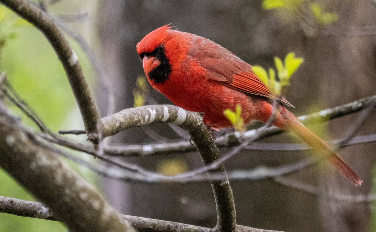 Northern Cardinal - Matt M.