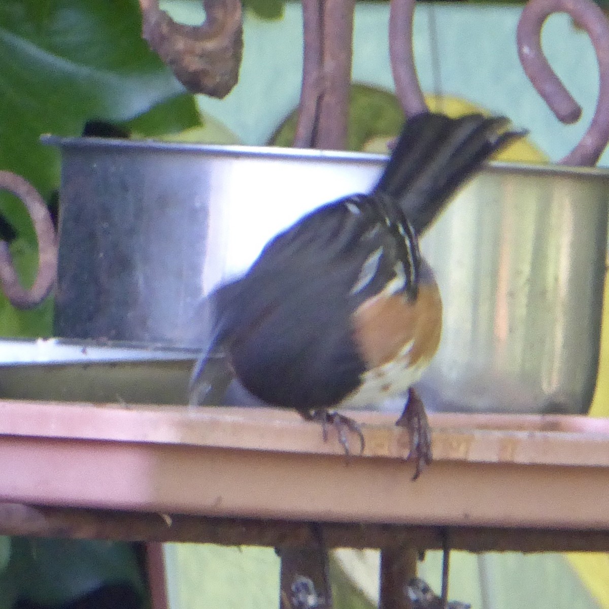 Spotted Towhee - Anonymous