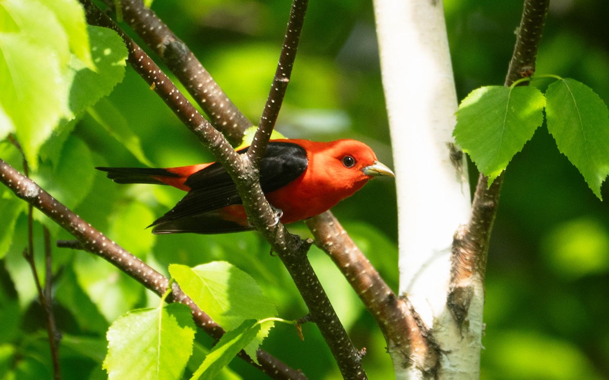 Scarlet Tanager - Mauricio Sada