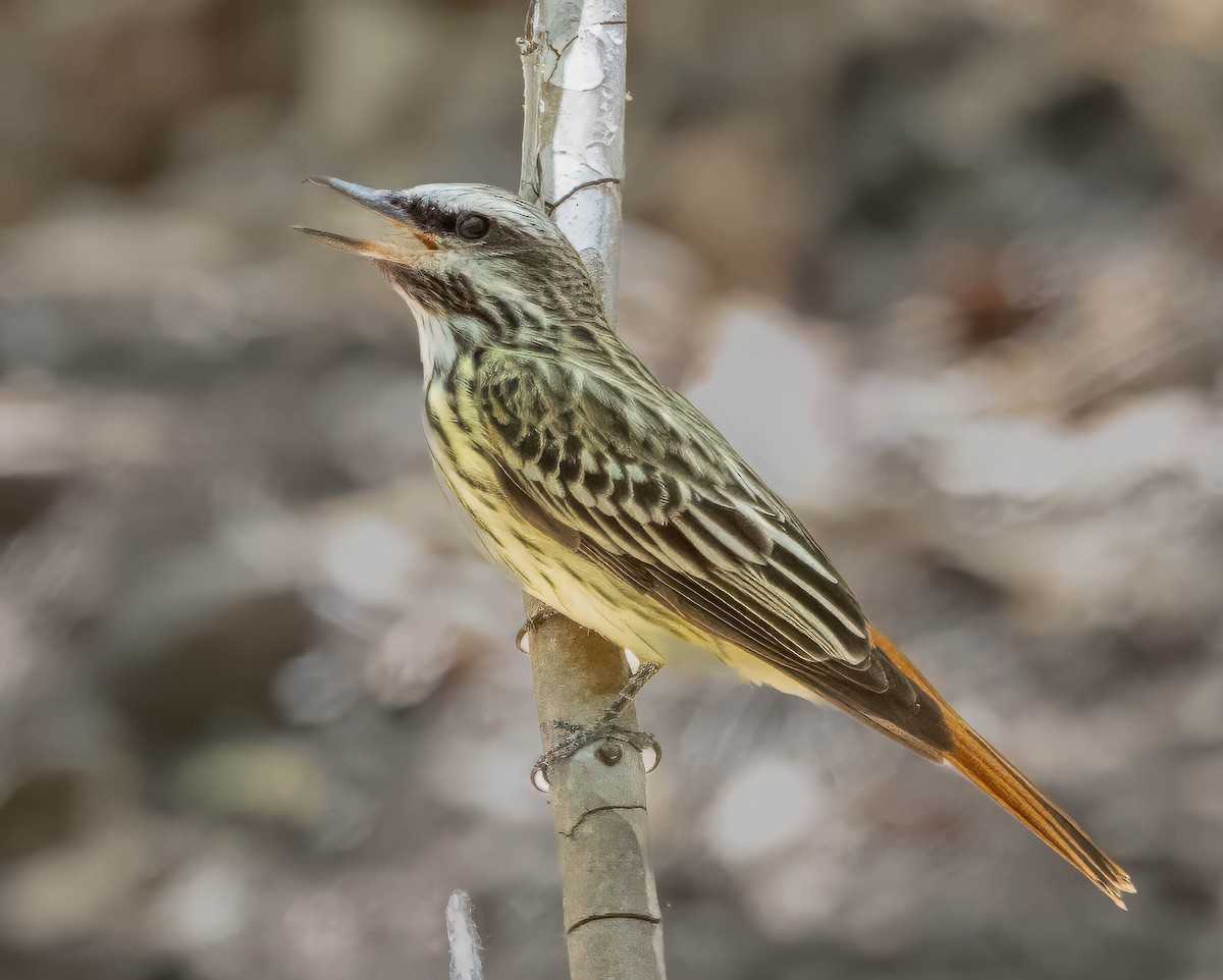 Sulphur-bellied Flycatcher - Howard Cox