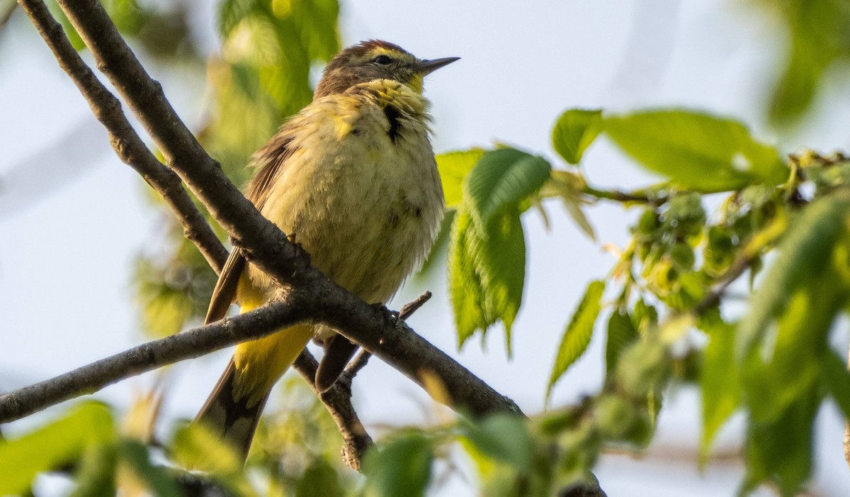 Palm Warbler - Matt M.