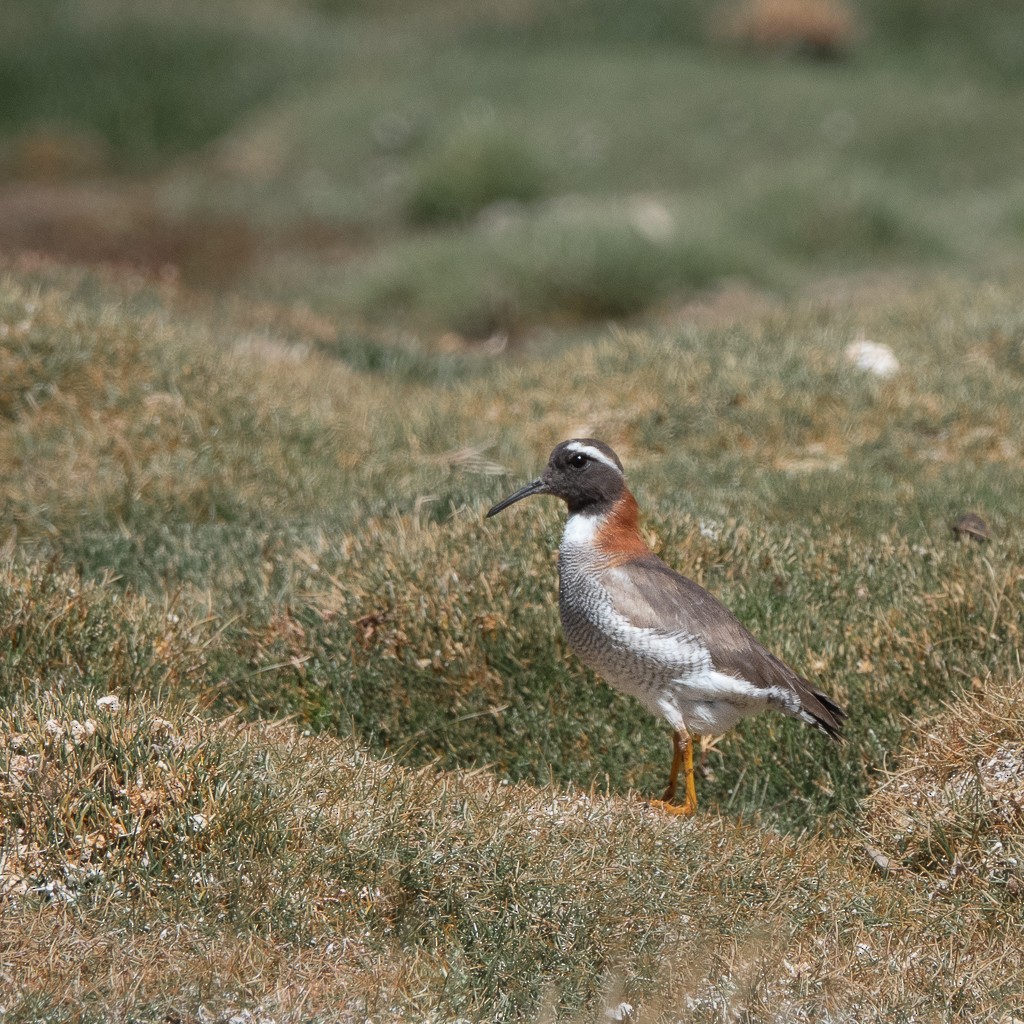 Diademed Sandpiper-Plover - Valeria Heindl