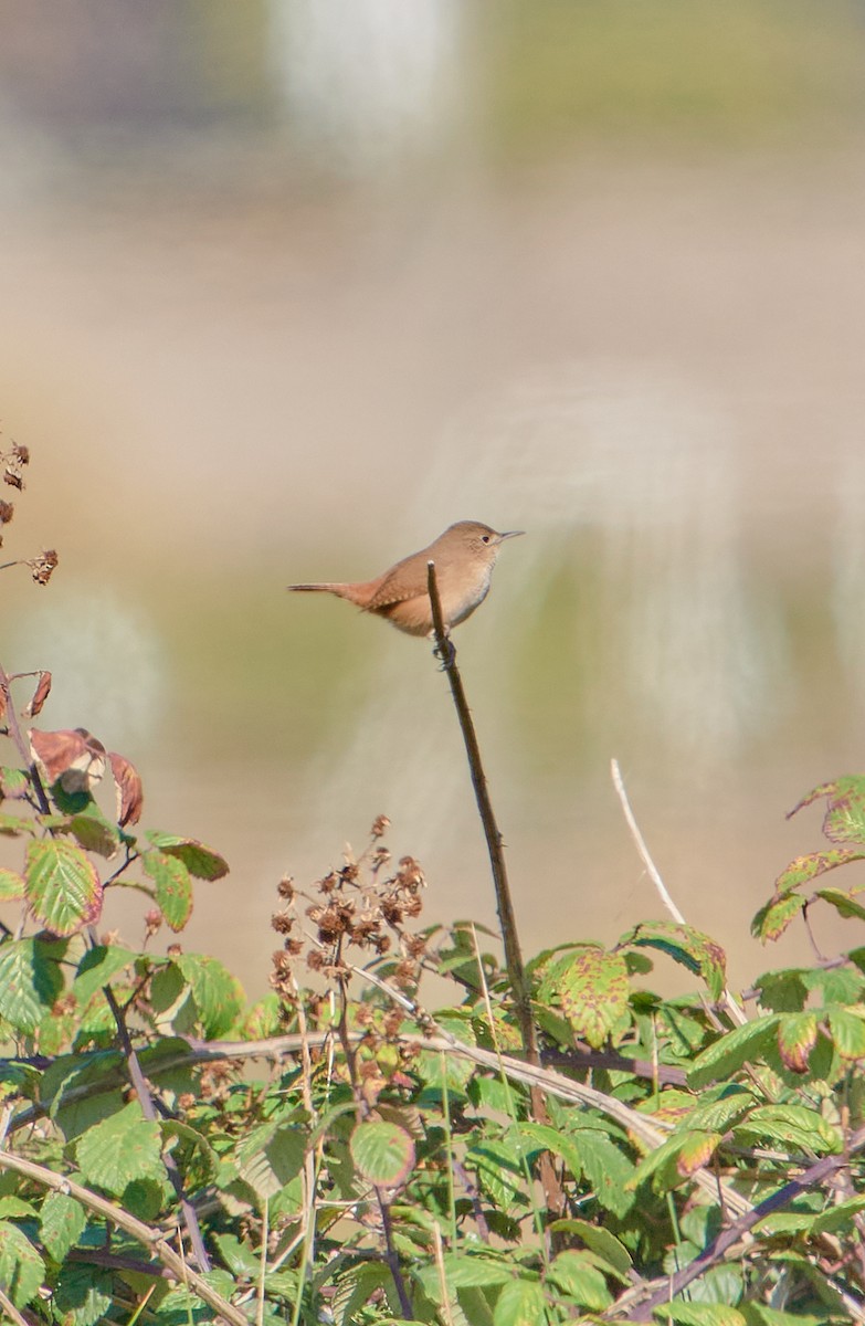 House Wren - Angélica  Abarca