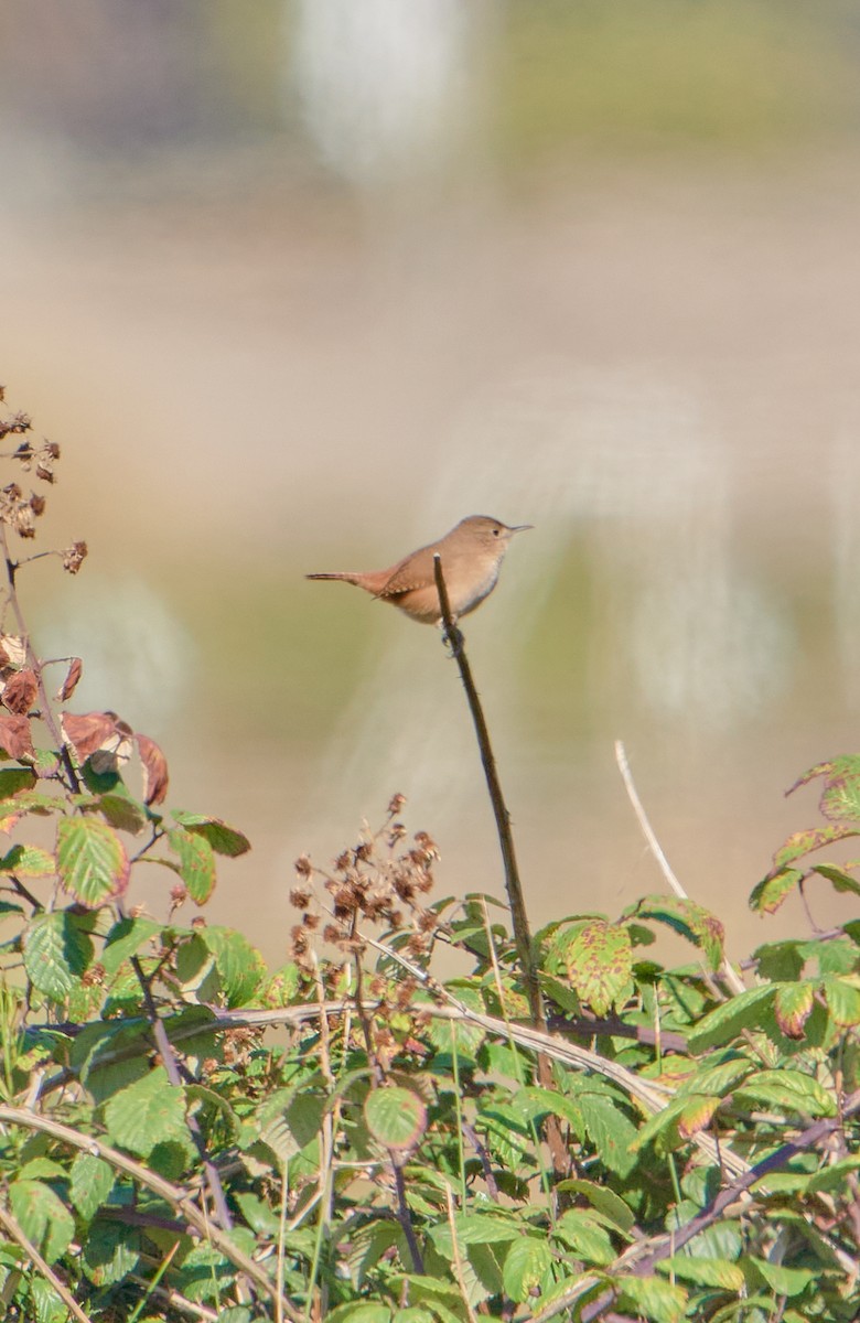 House Wren - Angélica  Abarca