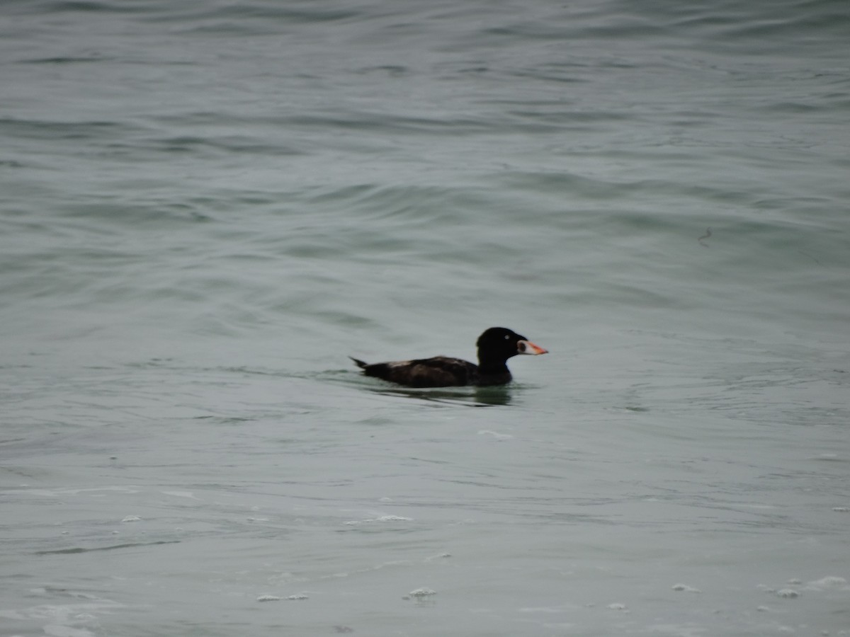 Surf Scoter - ML619508428