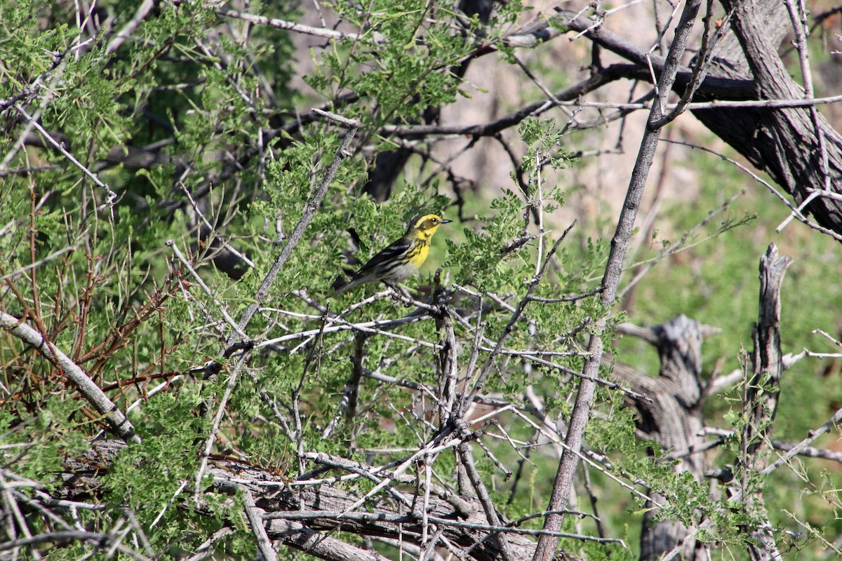 Townsend's Warbler - ML619508429