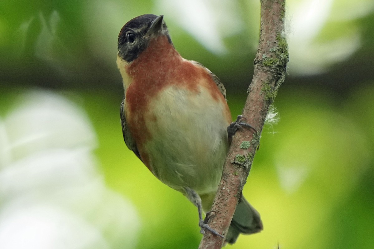 Bay-breasted Warbler - Robert Goss