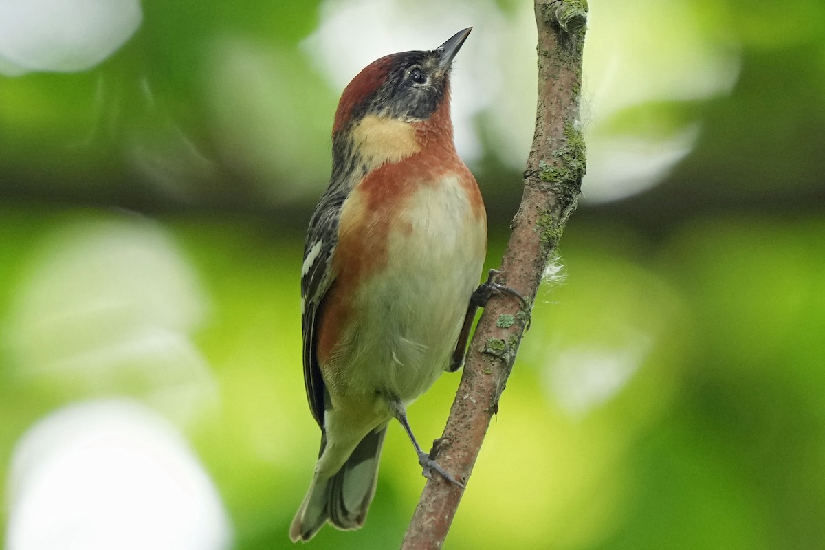 Bay-breasted Warbler - Robert Goss