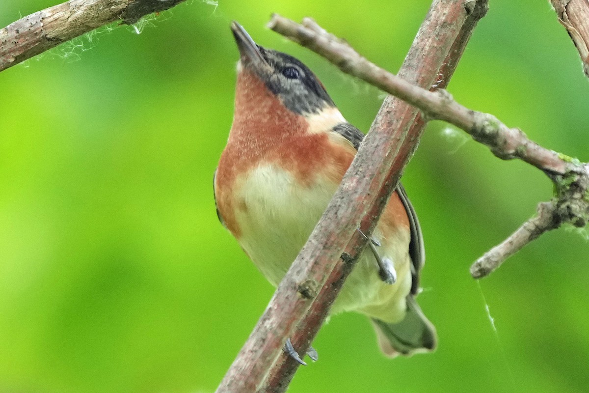 Bay-breasted Warbler - Robert Goss