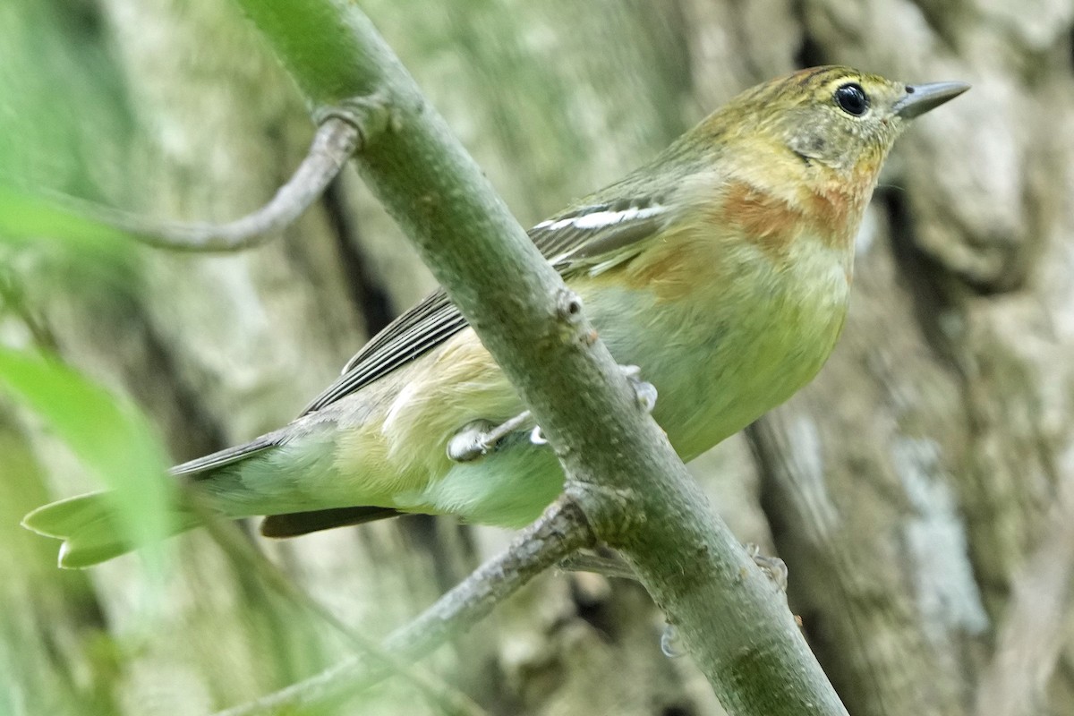 Bay-breasted Warbler - Robert Goss