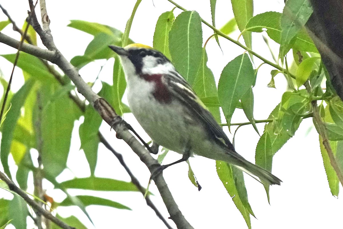 Bay-breasted Warbler - Robert Goss