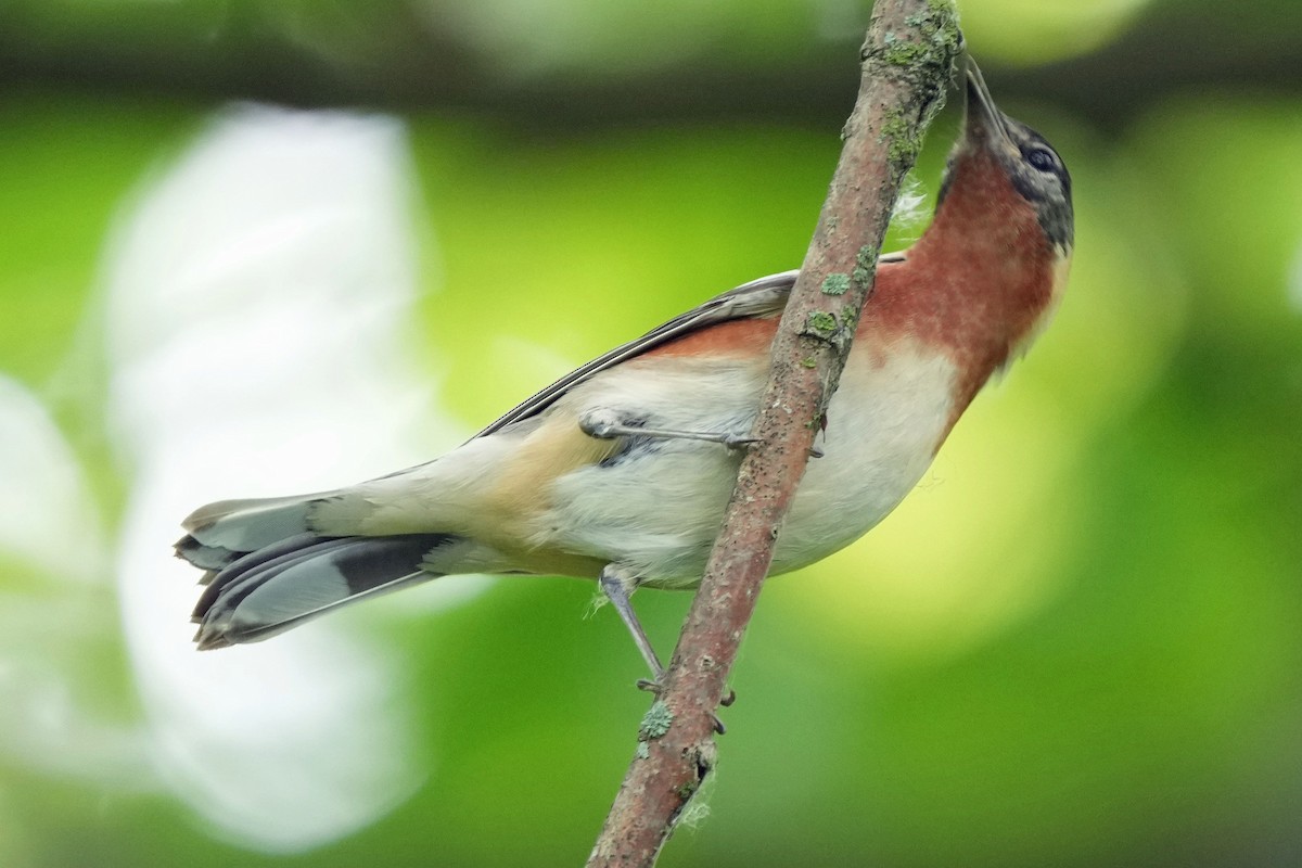 Bay-breasted Warbler - Robert Goss