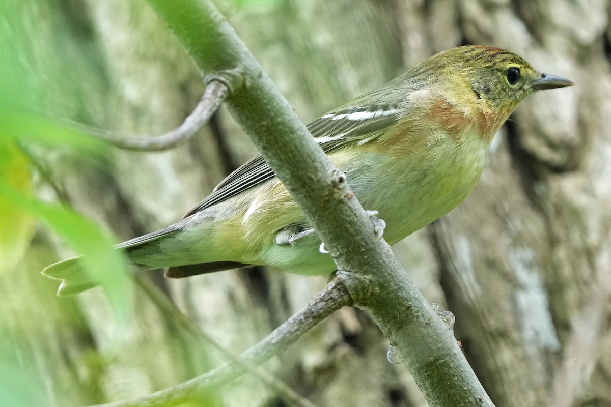 Bay-breasted Warbler - Robert Goss