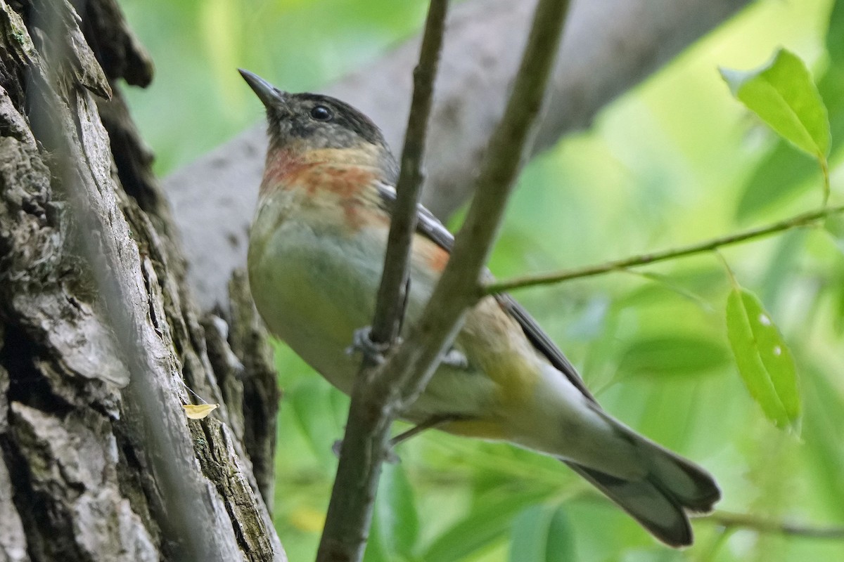 Bay-breasted Warbler - Robert Goss