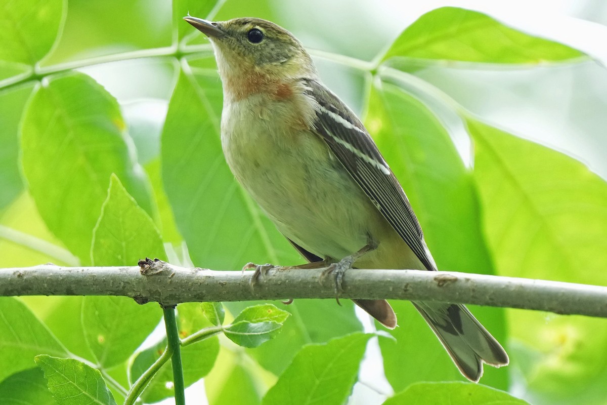 Bay-breasted Warbler - Robert Goss