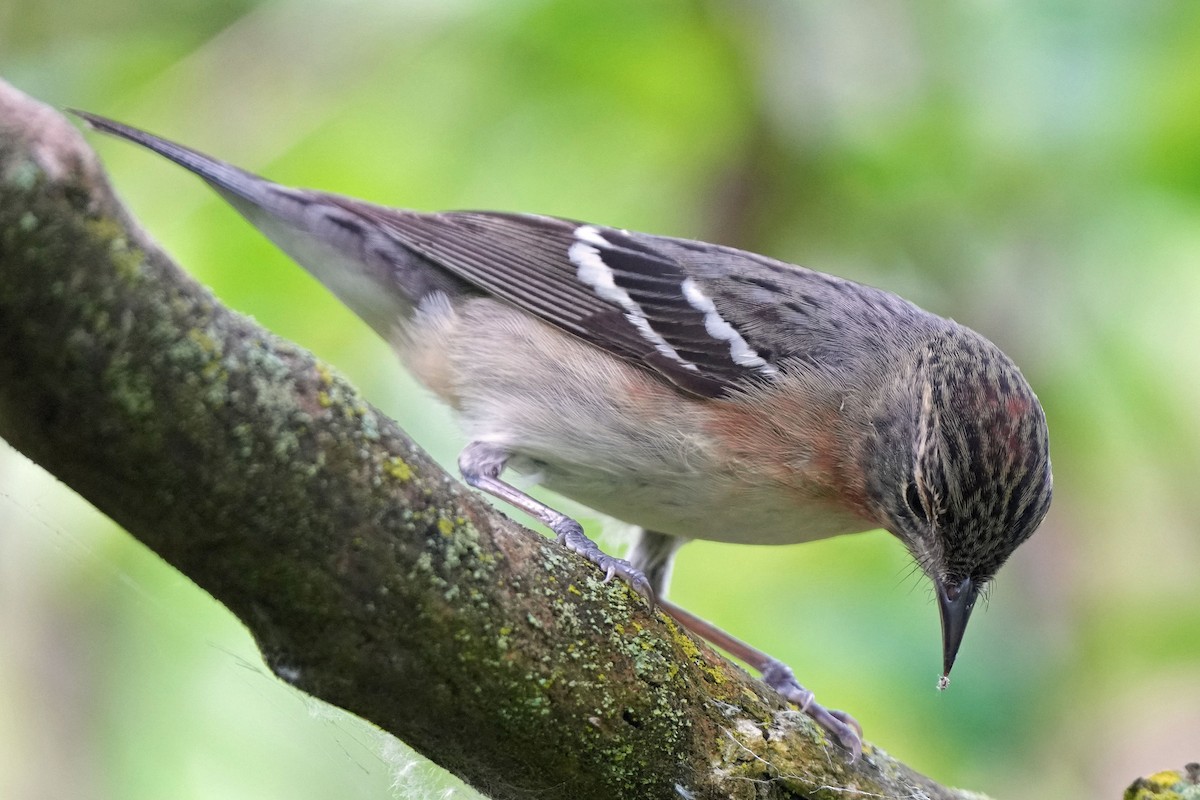 Bay-breasted Warbler - Robert Goss