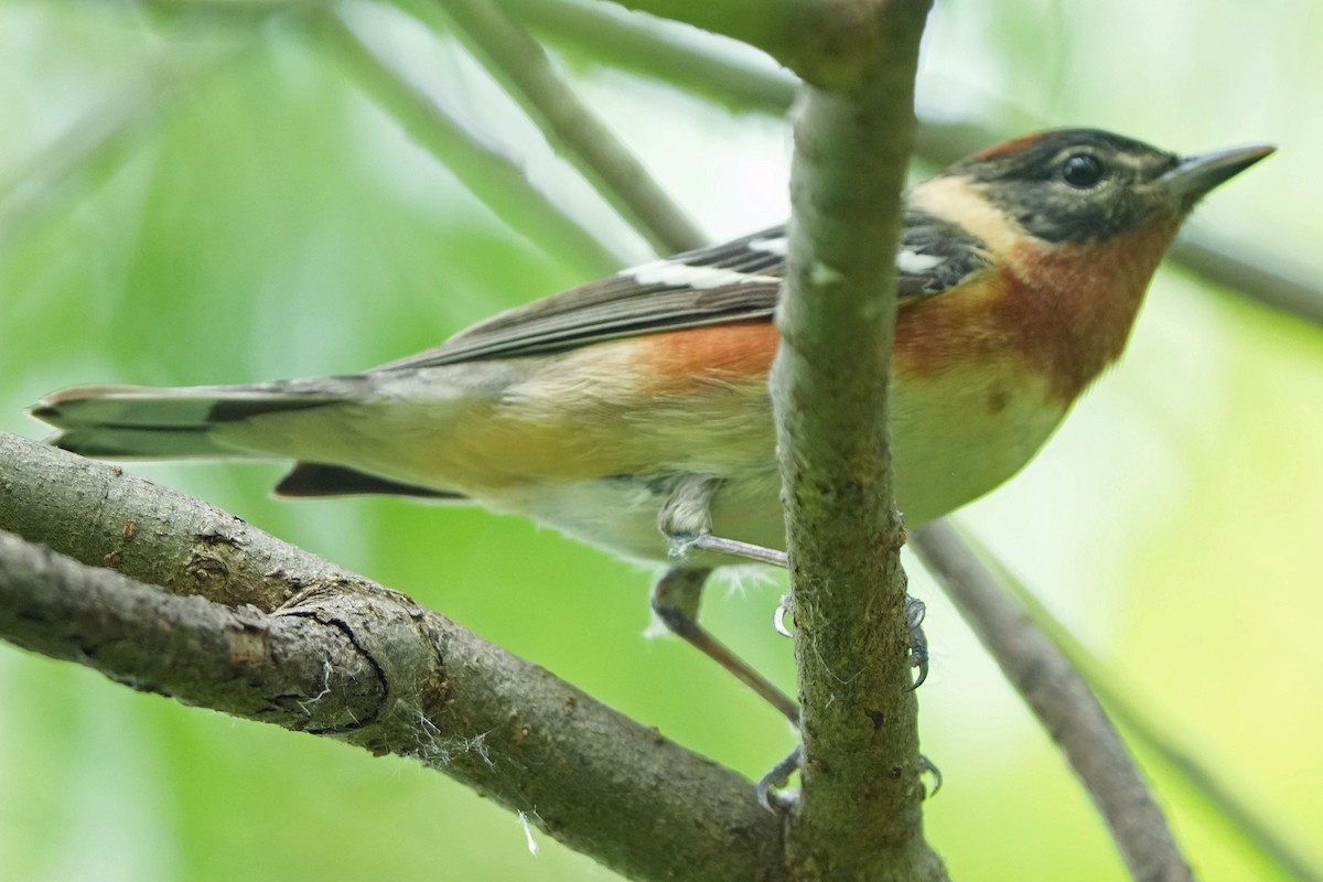 Bay-breasted Warbler - Robert Goss