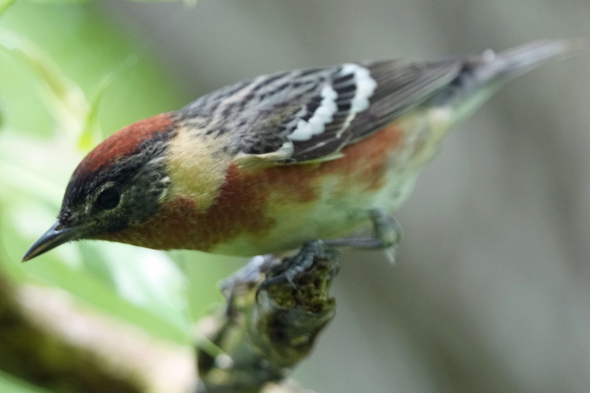 Bay-breasted Warbler - Robert Goss