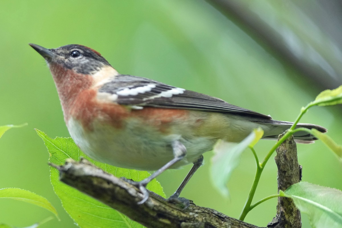 Bay-breasted Warbler - Robert Goss