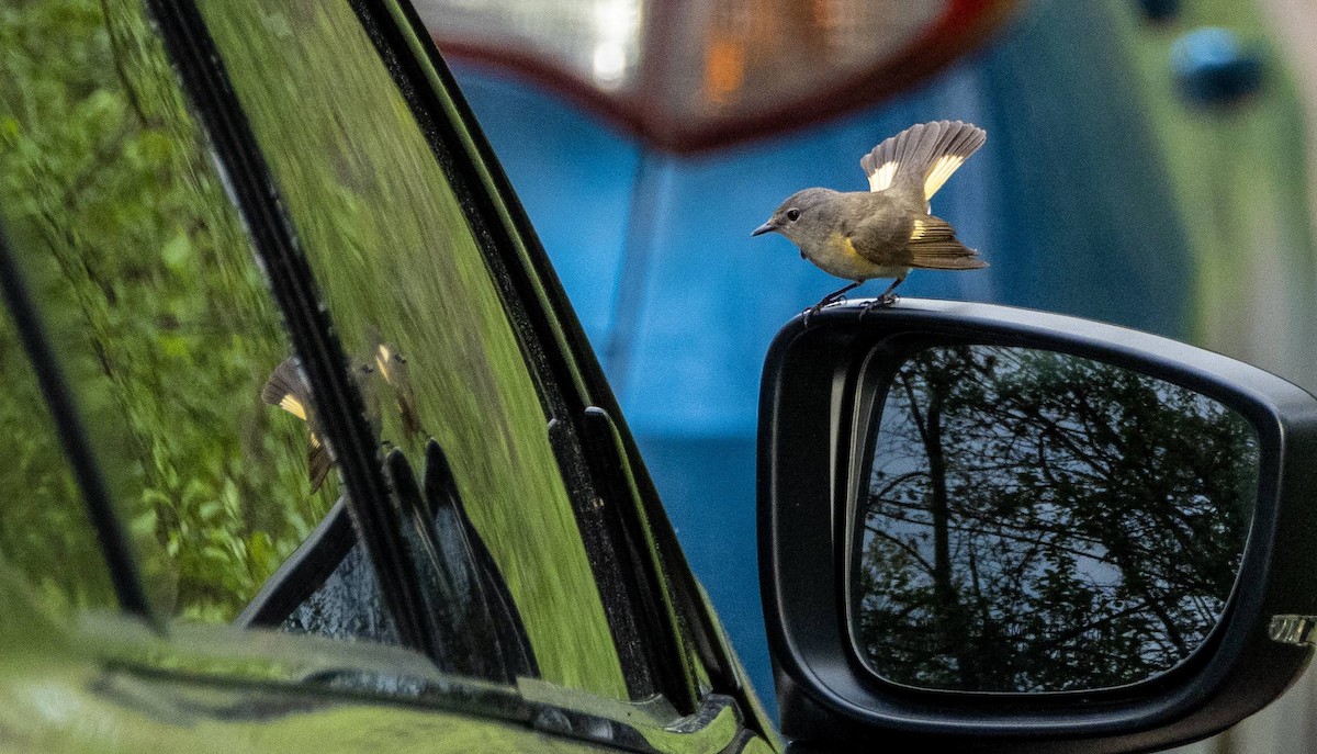 American Redstart - Matt M.