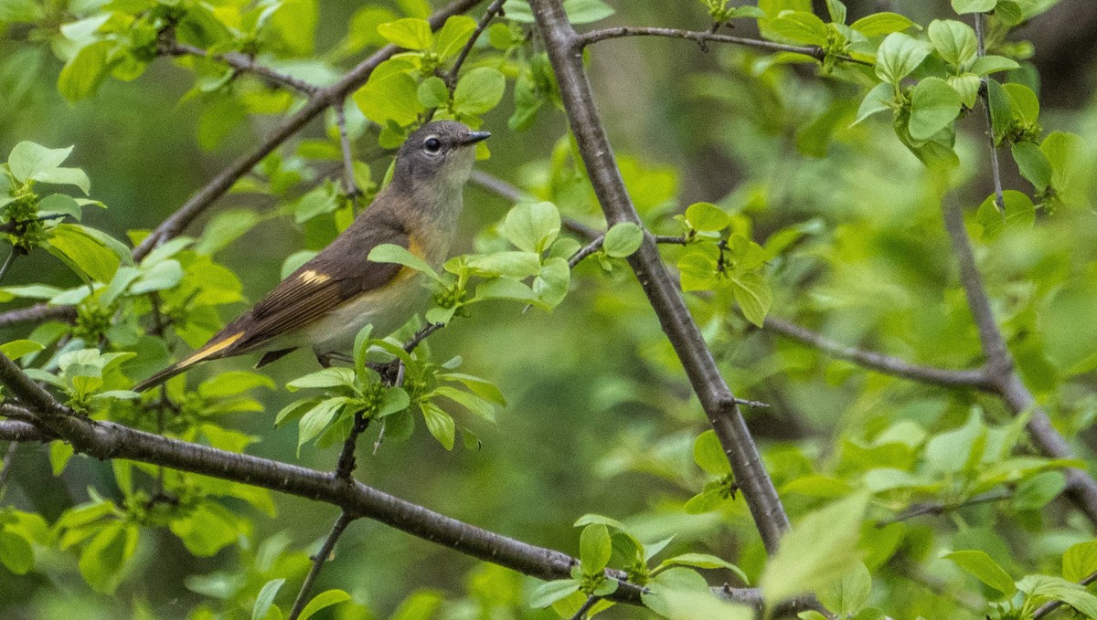 American Redstart - Matt M.