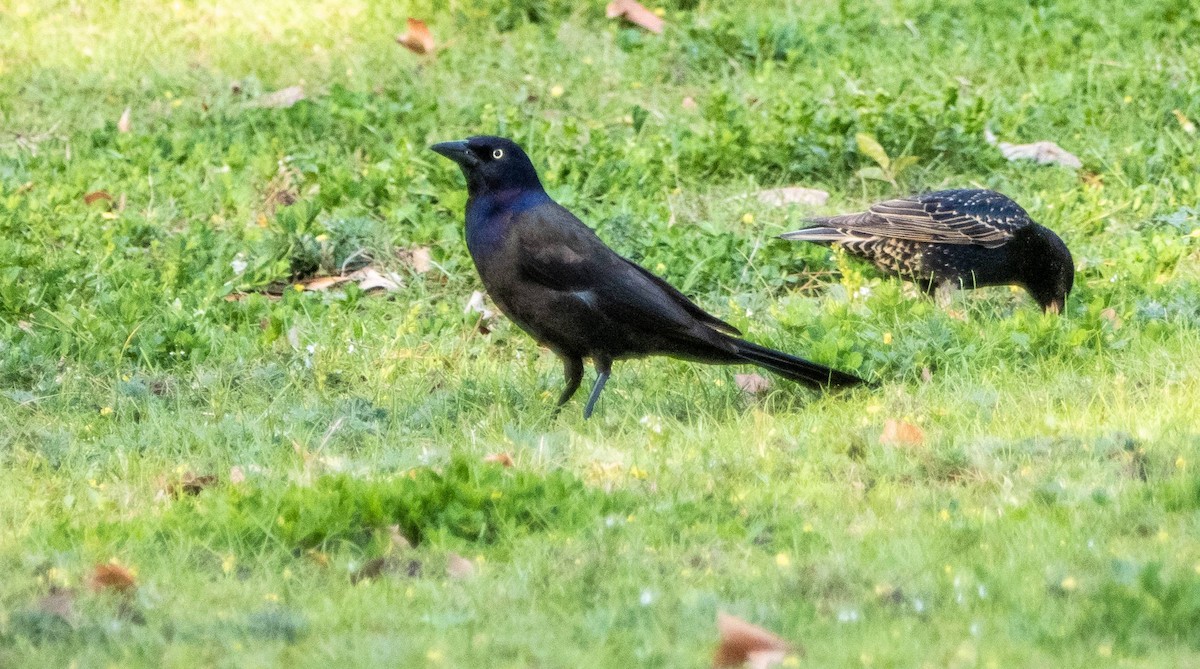 Common Grackle - Matt M.