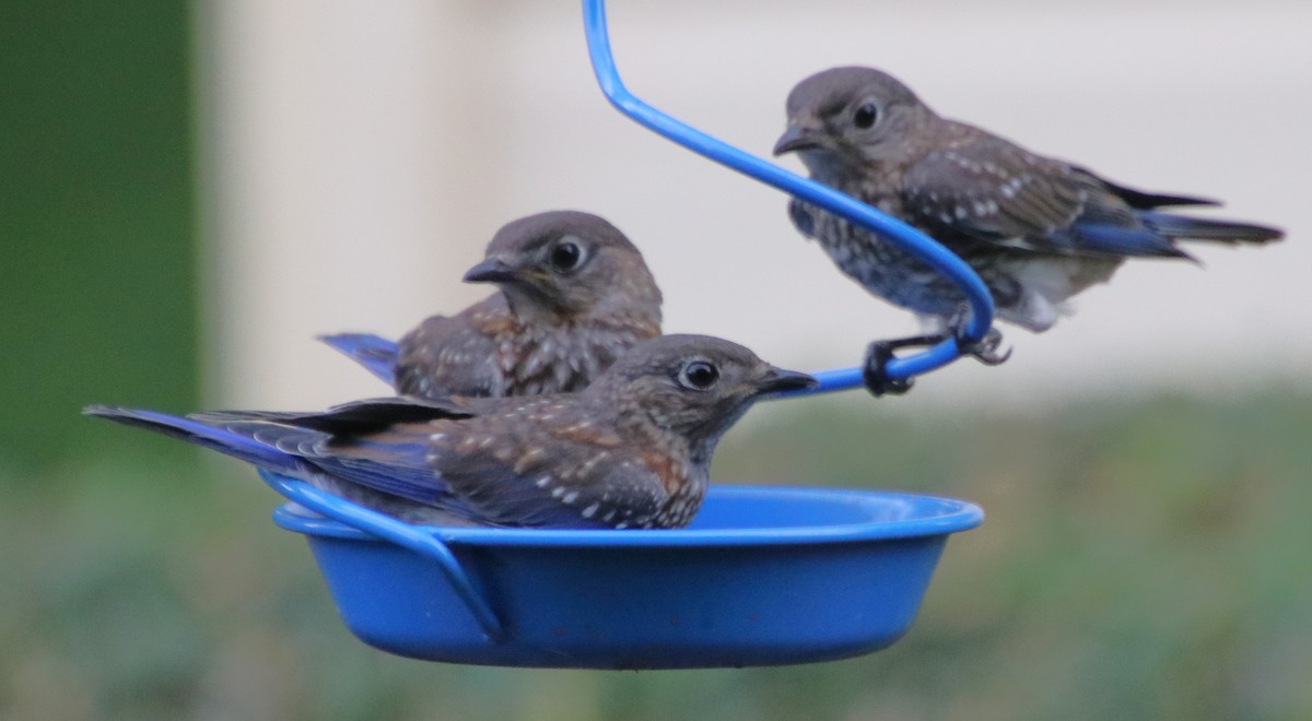 Eastern Bluebird - Betty Thomas