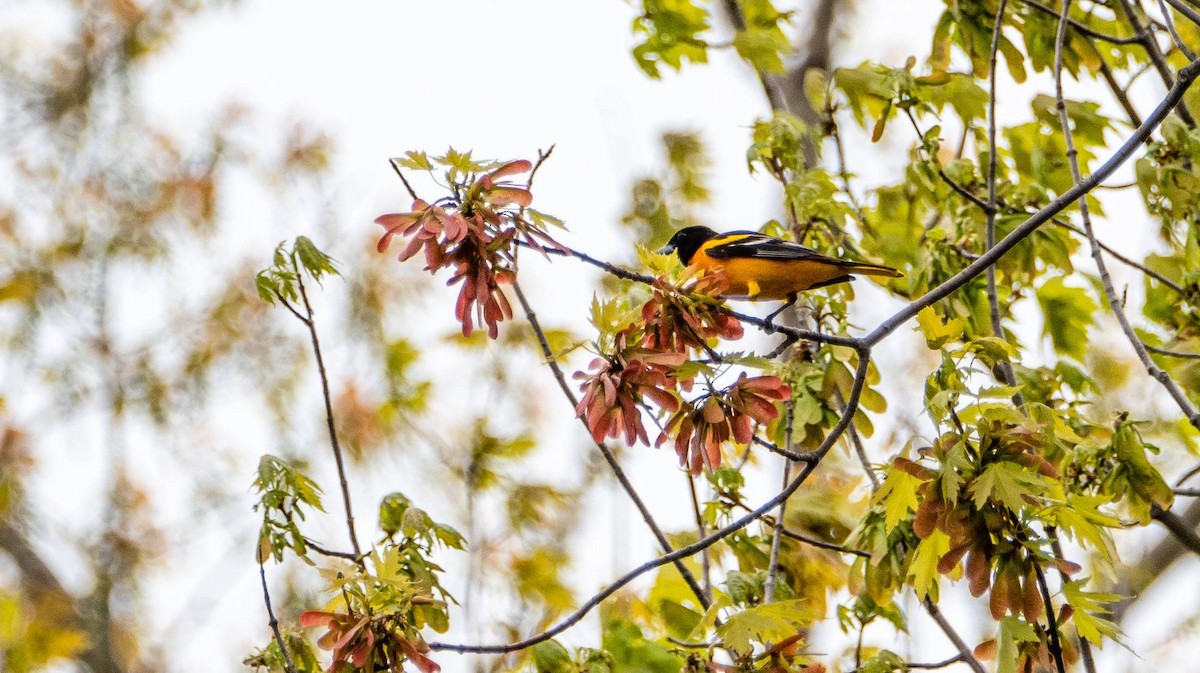 Baltimore Oriole - ML619508467