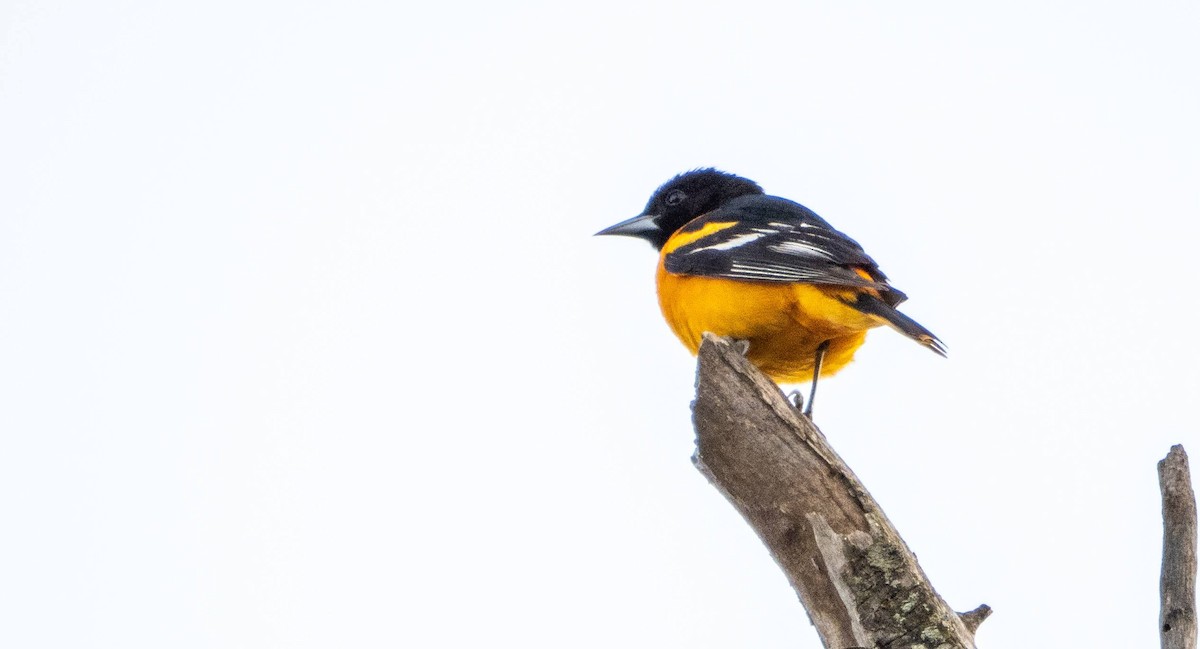 Baltimore Oriole - ML619508468