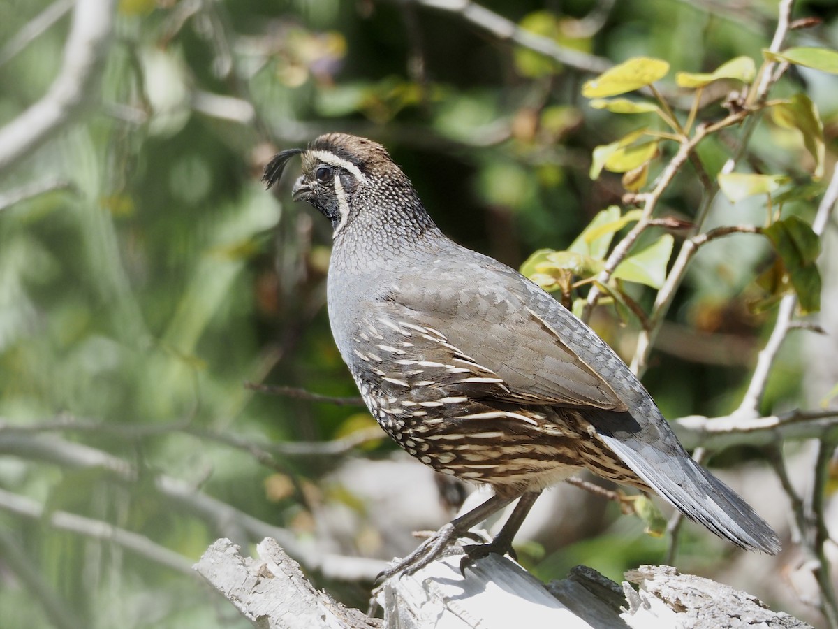 California Quail - Freya Sommer