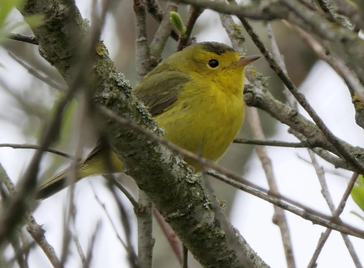 Wilson's Warbler - ML619508473