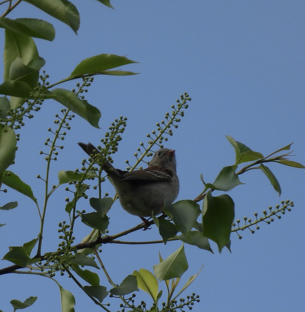 Field Sparrow - Sally Avery