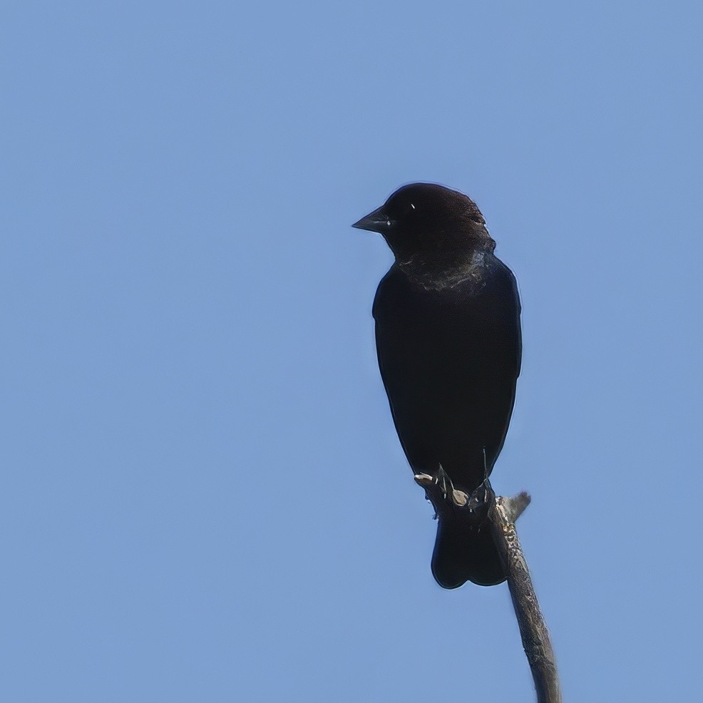 Brown-headed Cowbird - Thomas Burns