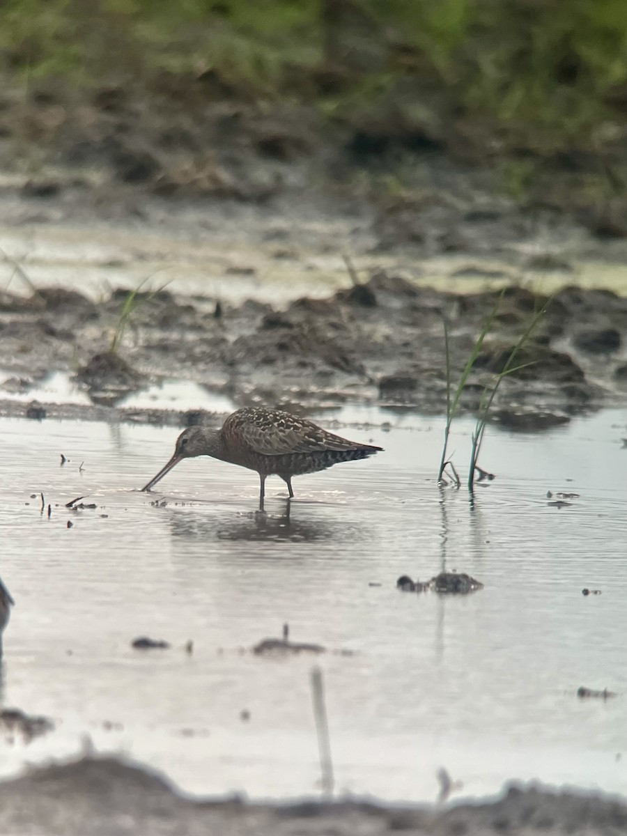 Hudsonian Godwit - Brenda Sánchez