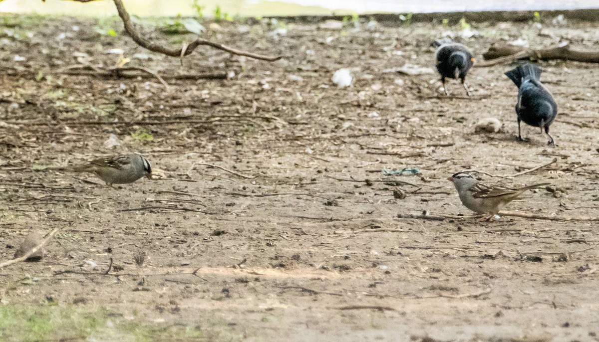 White-crowned Sparrow - Matt M.