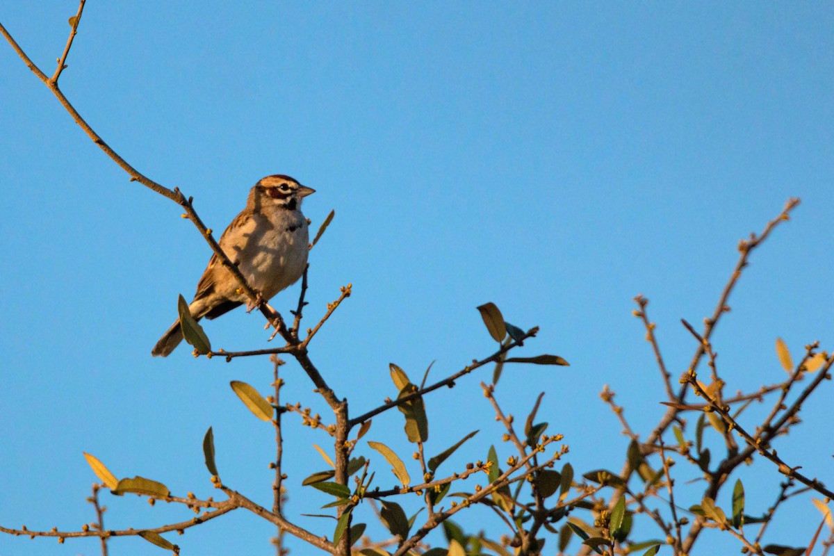 Lark Sparrow - William Clark