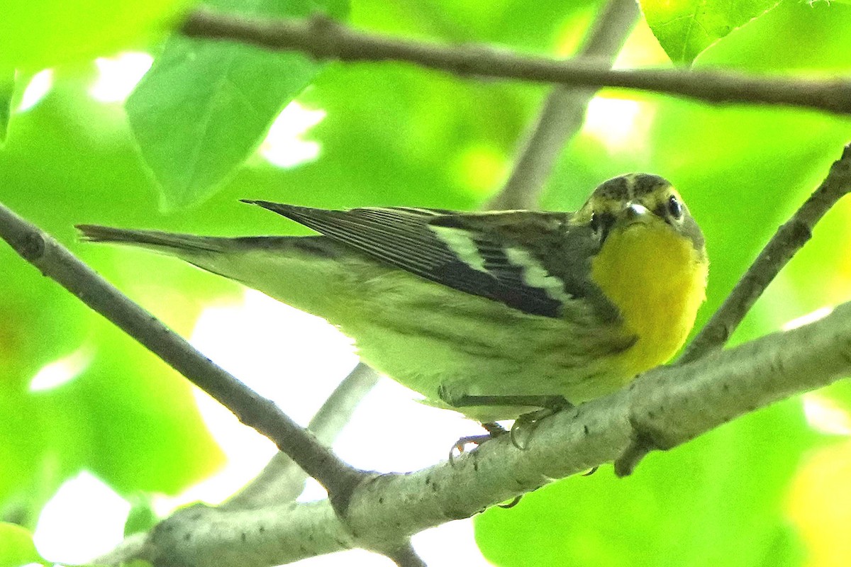 Blackburnian Warbler - Robert Goss