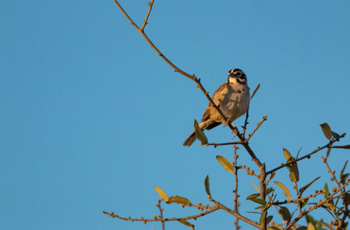 Lark Sparrow - William Clark