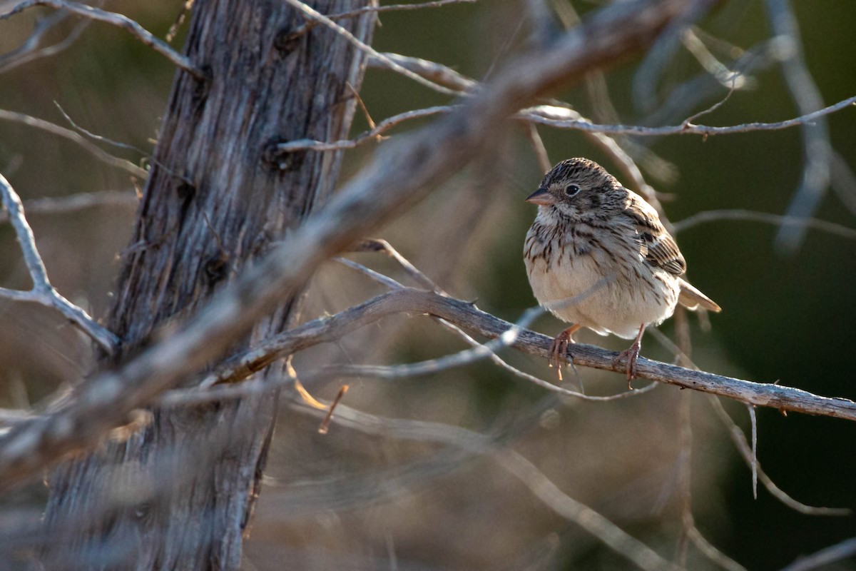 Vesper Sparrow - William Clark