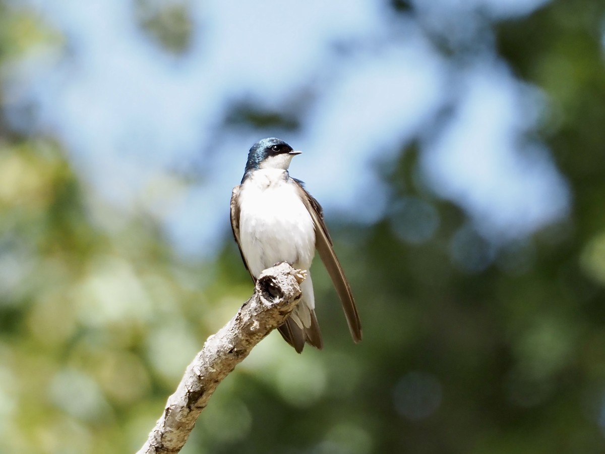 Tree Swallow - ML619508493