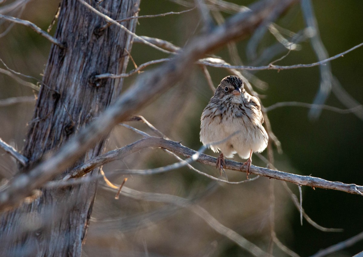 Vesper Sparrow - William Clark