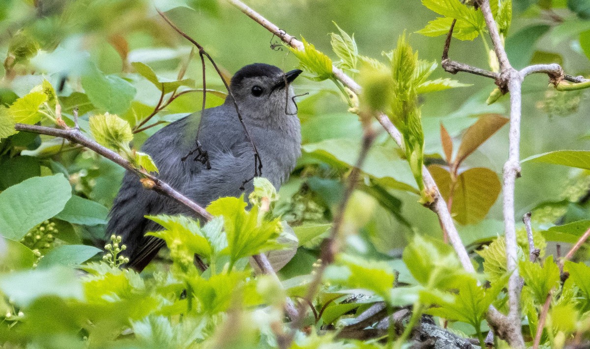 Gray Catbird - Matt M.