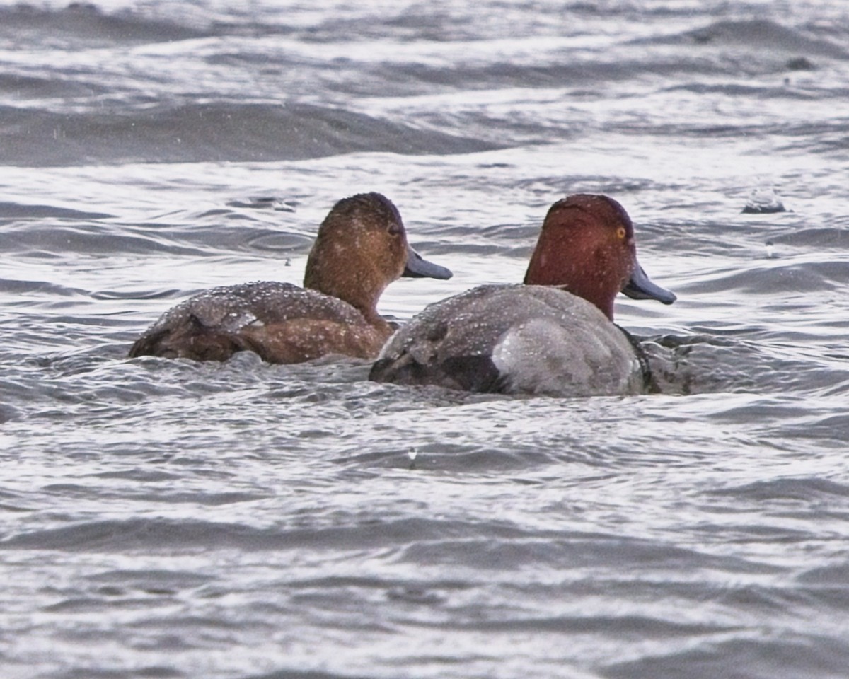 Redhead - Frank Letniowski