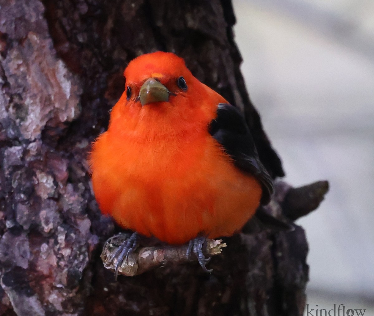 Scarlet Tanager - burton balkind