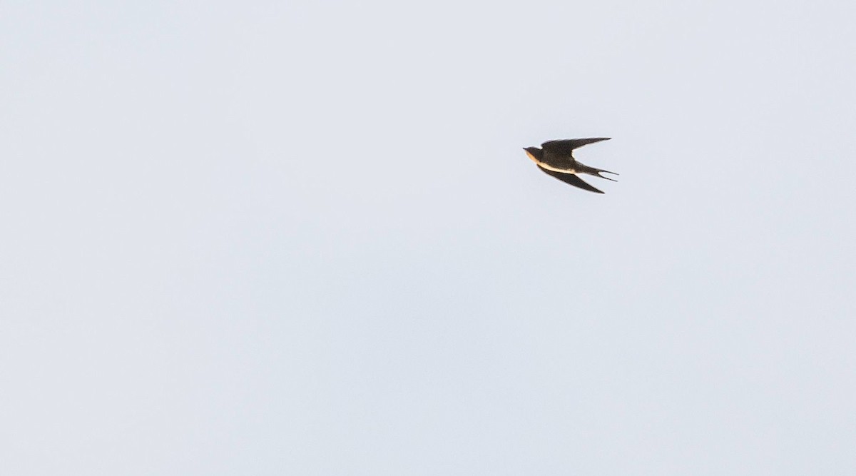 Barn Swallow - Matt M.