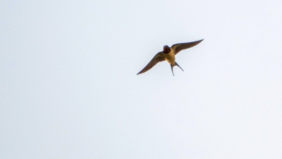 Barn Swallow - Matt M.