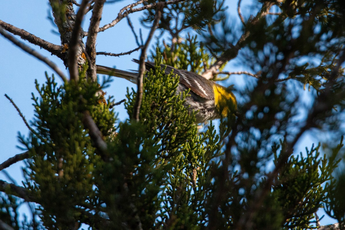 Golden-cheeked Warbler - William Clark