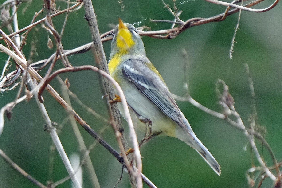 Northern Parula - Robert Goss