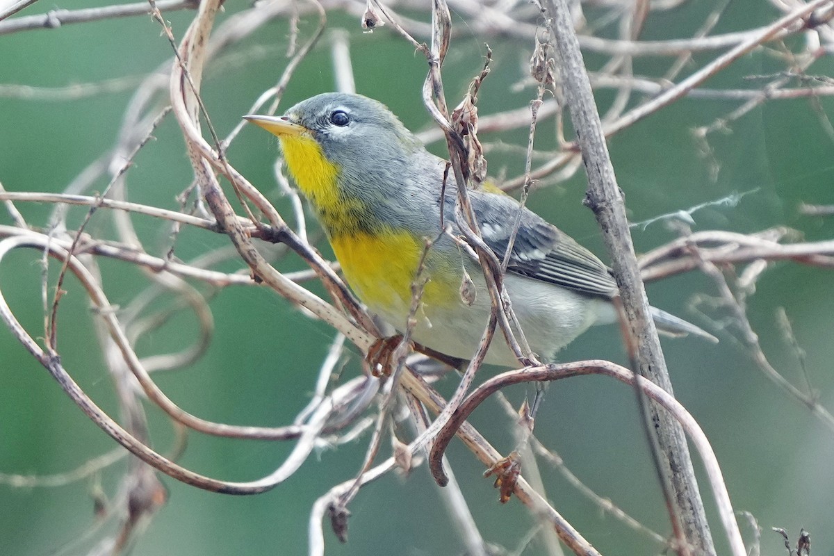 Northern Parula - Robert Goss