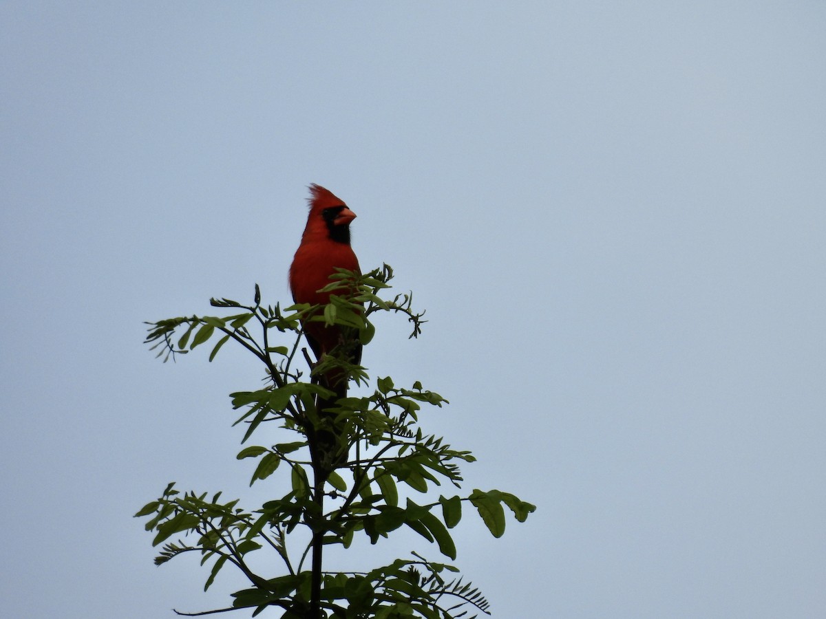 Northern Cardinal - Sally Avery